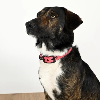 THE DOG IDEA Biothane Halsband Coral Schwarz S