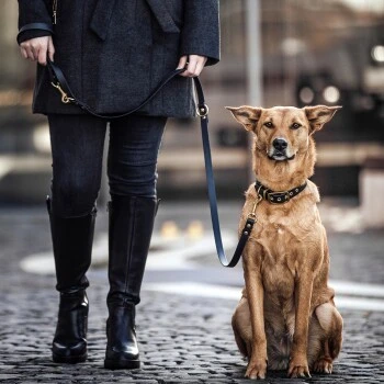 THE DOG IDEA Biothane Hundeleine Gold Khaki