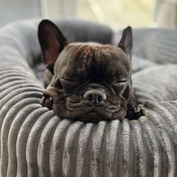 Wallace & Jones Hundebett Cordo dunkelgrau S