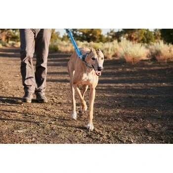 Ruffwear Web Reaction™ Halsband blau S