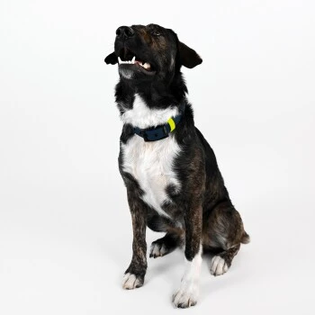 THE DOG IDEA Biothane Halsband Navy neon gelb XS