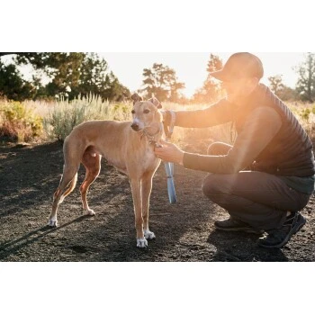 Ruffwear Web Reaction™ Halsband blau S